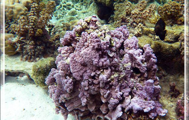 Très beau Corail violet surveillé par deux Demoiselles Grégoire (?) - Jardin de Corail - Motu Tautau - Taha'a - Polynésie française