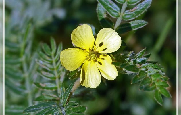 Tribule terrestre, Croix-de-Malte, Calthrop, Devil's eyelashes, Devil's thorn, Duwweltjie (Tribulus terrestris) - Camps Bay - Cape Town - Afrique du Sud