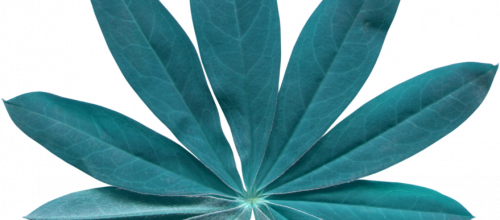 Ѽ Vegetation 