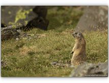 En compagnie des Marmottes...