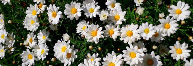 fleurs blanches 