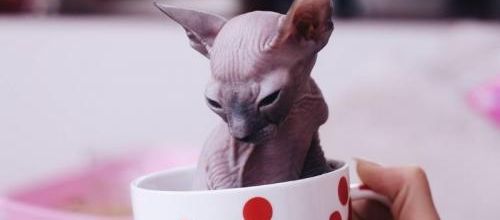 13 photos de chats nus