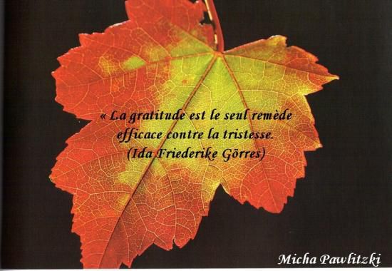 Citations en images : La gratitude