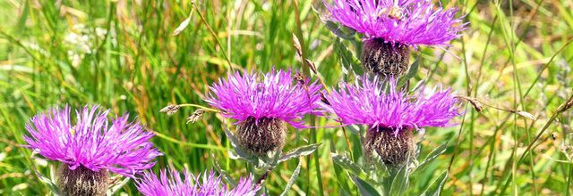 Fleurs alpestres