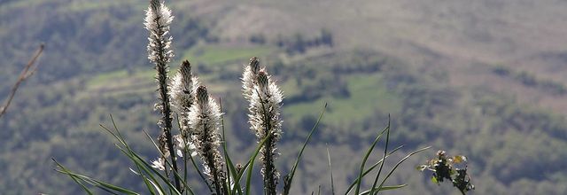 Pyrénées-avril 2017 : les Asphodèles du Pic d'Alian