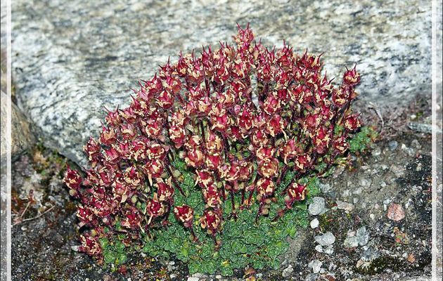 Saxifrage à feuilles opposées, Purple saxifrage (Saxifraga oppositifolia) - Devon Island - Nunavut - Canada