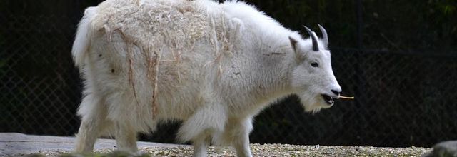 Ménagerie du jardin des Plantes : Chèvre des montagnes Rocheuses 