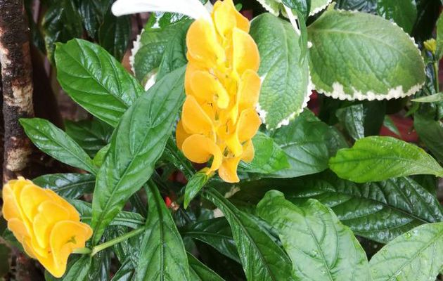MARTINIQUE AOUT 2017 FLEURS ET FRUITS (12)