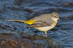 Les oiseaux migrateurs