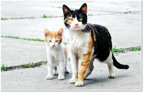 Parabole dun curé de campagne »