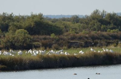 EB - Trois spatules blanches, à la pêche...