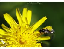 Diptère brachycère et Hyménoptère ichneumonidae 