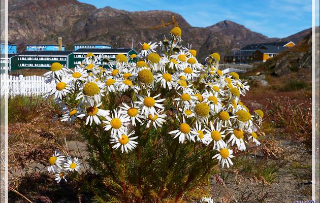 Quelques pieds de Matricaire perforée ou Matricaire inodore (Tripleurospermum inodorum) fleurissent le paysage - Sisimiut - Groenland