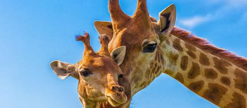 L'intelligence des girafes