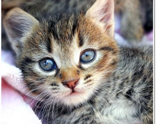 Parabole d'un curé de campagne Fariboles 1