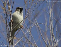 Moineau domestique ♂