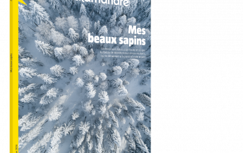 Les Salamandre de décembre sont arrivées