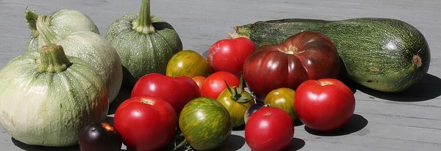 Récolte gourmande : tomates et courgettes