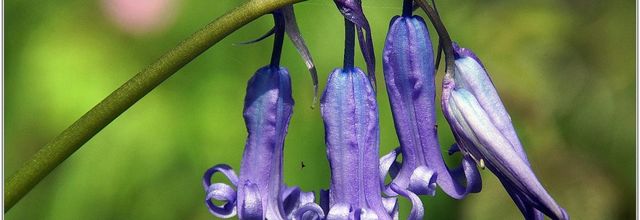 Jacinthe des Bois (1) - Hyacinthoides non-scripta