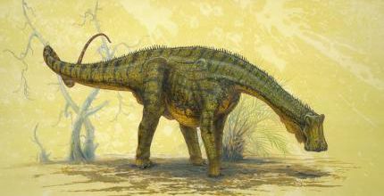 Nigersaurus taqueti