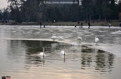 Lac Daumesnil Paris 12ème : L'hiver est rude ... suite