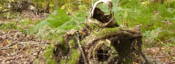 Une demeure de hobbit ?
