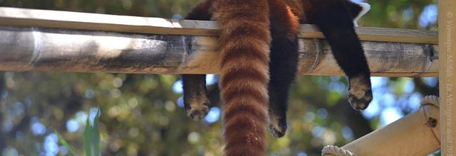La photo du weekend : Dormir (Panda roux)