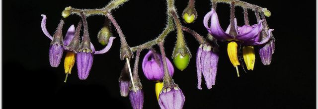 Morelle Douce-Amère (1) - Solanum dulcamara