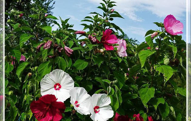 Hibiscus (ou Ketmie) des marais (Hibiscus palustris ou moscheutos) - Lartigau - Milhas - 31