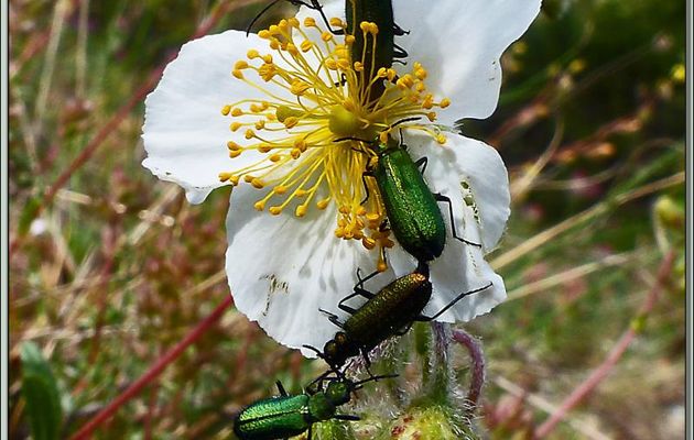 Randonnée au Congost de Mont-Rebei : comment dit-on, copuler en mangeant ou manger en copulant ? (Psilothrix viridicoerulens) - Aragon/Catalogne - Espagne