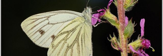 Piéride du Navet (1) - Pieris napi
