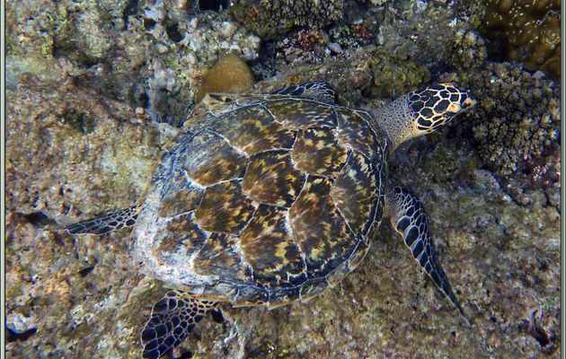 Tortue imbriquée ou à écailles ou caret (Eretmochelys imbricata) - Anse Takamaka - Mahé - Seychelles