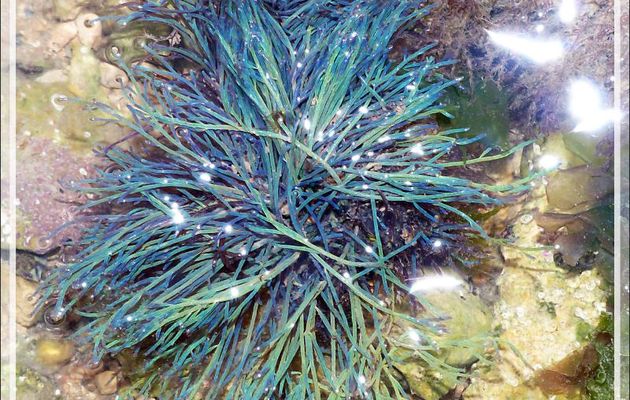 Petites algues turquoise et bleues dans une flaque d'eau à marée basse - Fort du Grouin - Loix - Île de Ré - 17