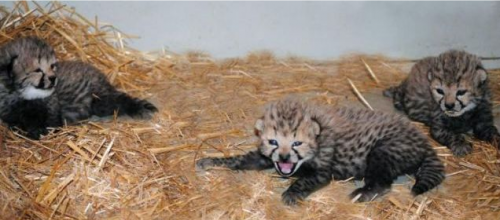Bébés Guépard