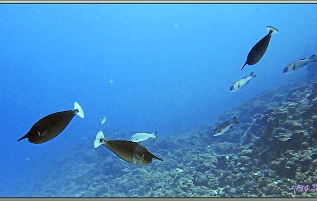 Nason pointillé ou Nasique, Spotted unicornfish or Long-nose unicornfish (Naso brevirostris) - Passe Tumakohua (passe sud) - Atoll de Fakarava - Tuamotu - Polynésie française