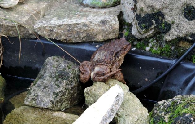 un crapaud dans notre jardin