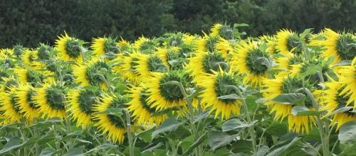 ... tournesols...