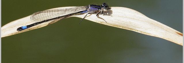 Agrion élégant (6) - Ischnura elegans / Juvénile femelle