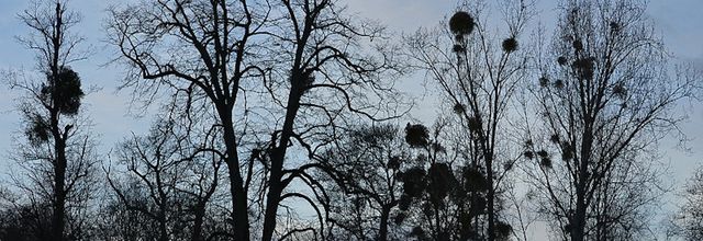 Le gui : Une nuisance pour les arbres 