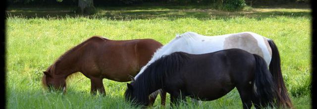 Rambouillet : Vacances pour les chevaux du Centre Equestre de la Bergerie Nationale