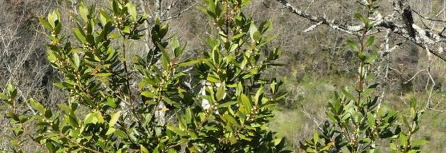 Laurus nobilis  -  laurier sauce