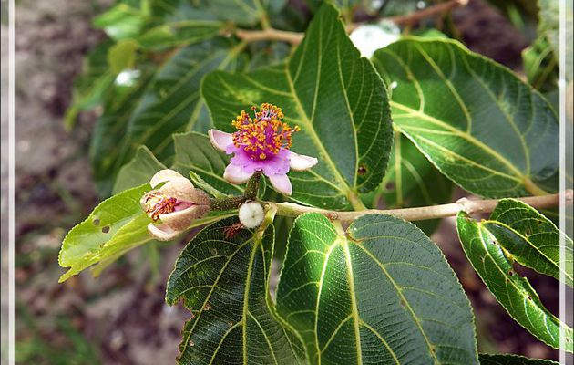 Petite fleur rose d'arbre (fruitier ?) indéterminé - Grande Mitsio - Madagascar