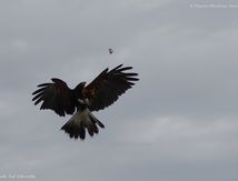 Buse de Harris (son nom : Apache)