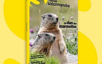 Juin, lectures Salamandre