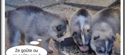 Portée Husky Elouka J+23 (15 juillet 2014)