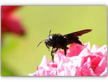 Xylocopes (Abeilles charpentières)