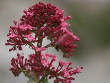 Centranthe rouge 