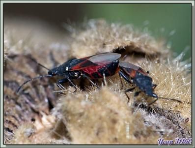 Punaises du tilleul in copula (Oxycarenus lavaterae), ici sur graines de rose trémières sèches - Lartigau - Milhas - 31