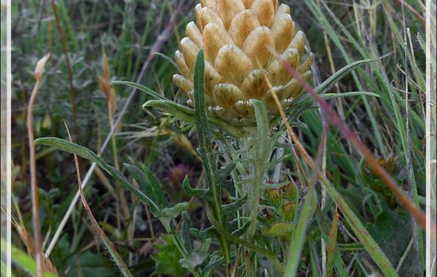 Fleur ? Fleur future ? Fleur passée ? En tout cas une centaurée - Mont-Rebei - Espagne
