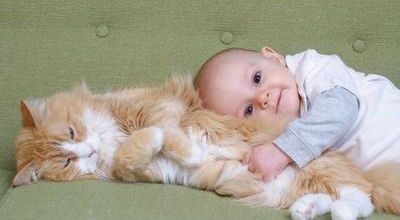 Un chat sauve un bébé abandonné en Russie